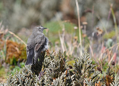 Muscisaxicola alpinus