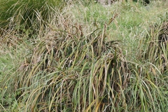 Carex trifida
