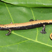 Salamandra Lengua de Hongo Pies Anchos - Photo (c) 2010 Sean Michael Rovito, algunos derechos reservados (CC BY-NC-SA)