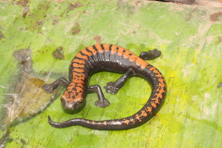 Alberch's Mushroomtongue Salamander (Bolitoglossa alberchi)