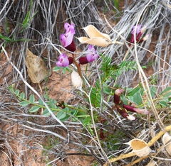 Astragalus preussii