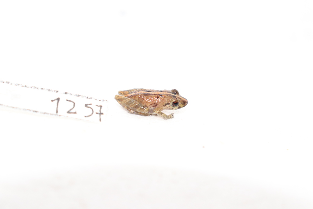 Rough-eyelid Rainfrog (Pristimantis trachyblepharis)