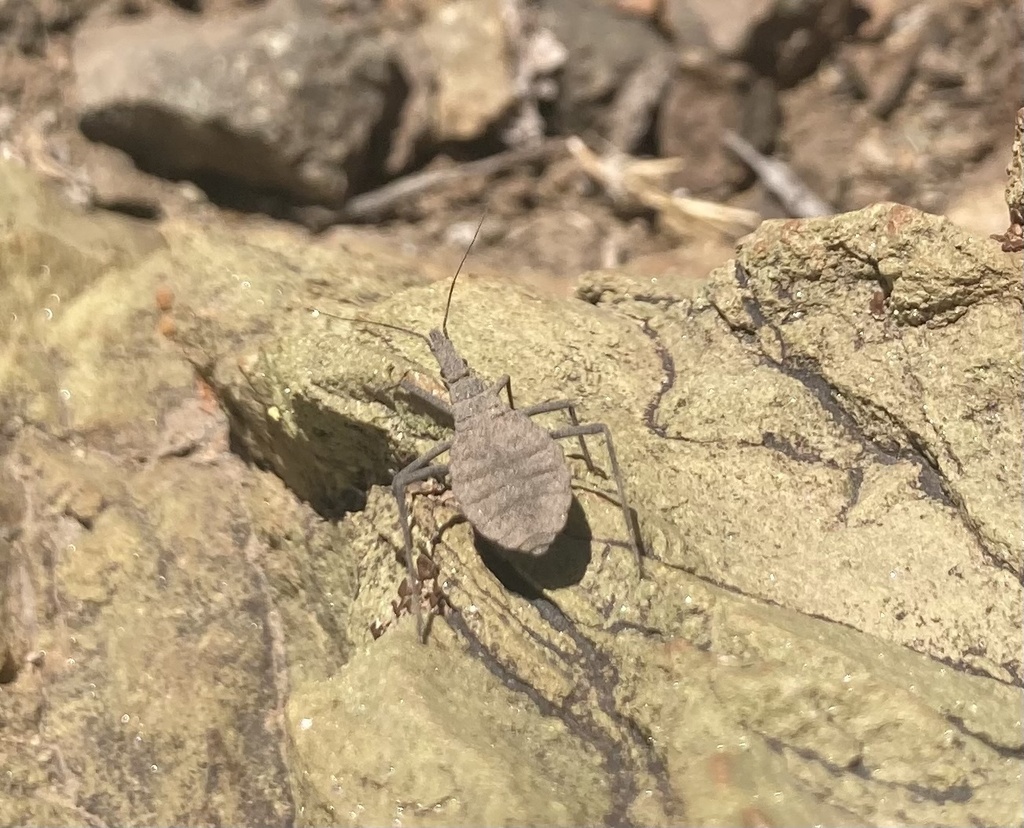 Mepraia spinolai