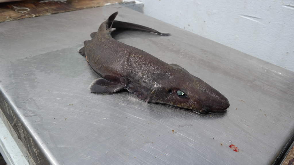 Longnose Catshark