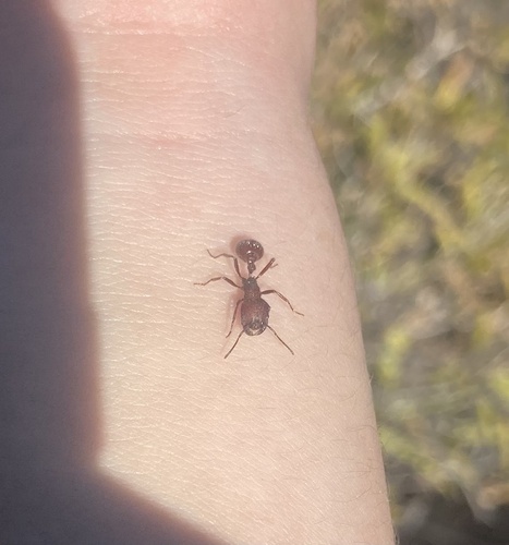 Pogonomyrmex bispinosus