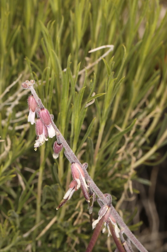 Image of Bluepod Rockcress (Boechera glaucovalvula) by (c) Steve Matson, some rights reserved (CC BY)