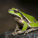 Davies' Tree Frog - Photo (c) tommyknocker, some rights reserved (CC BY-NC), uploaded by tommyknocker