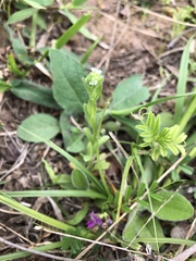 Myosotis verna