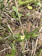 Oenothera spachiana