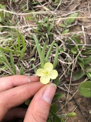 Oenothera spachiana