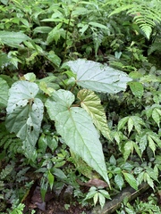 Begonia longifolia