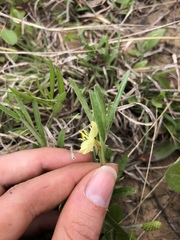Oenothera spachiana