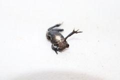 Dendropsophus parviceps