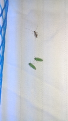 Draeculacephala inscripta