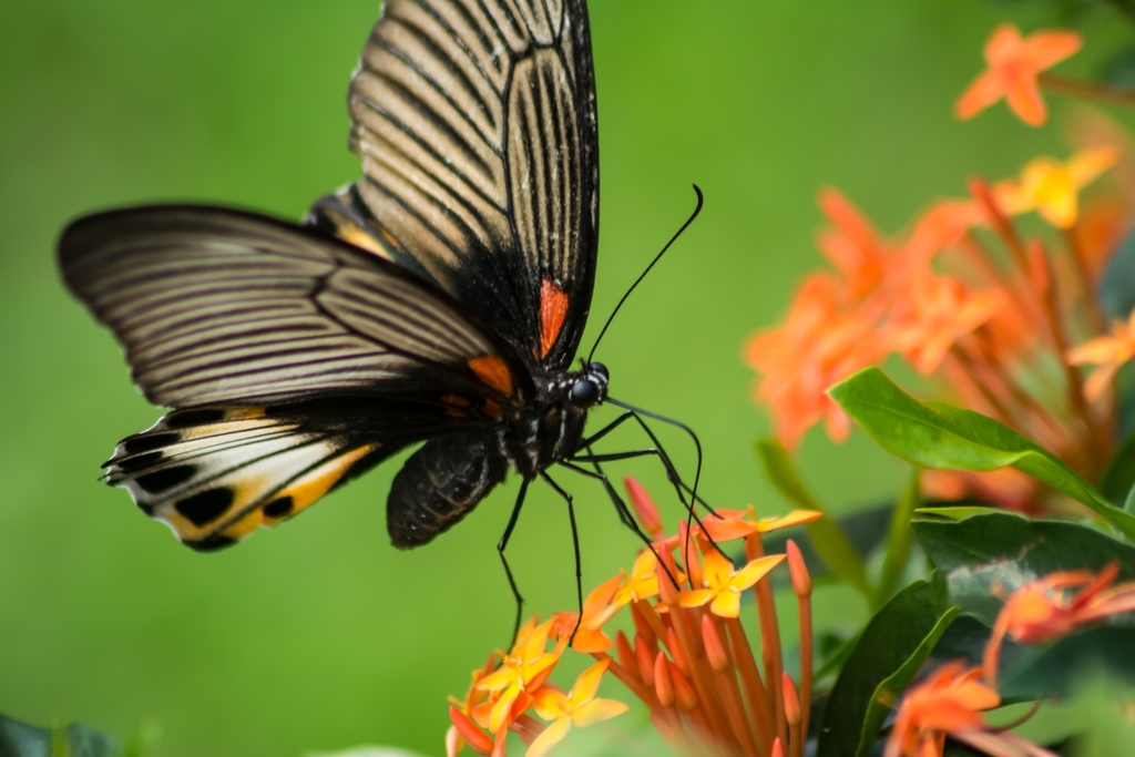 Helen and Mormon Swallowtails