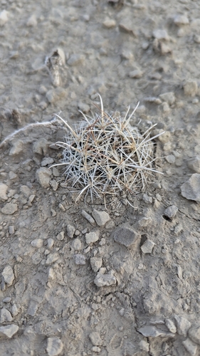 Sclerocactus wrightiae