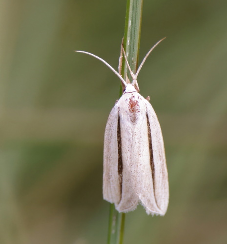 Doryodes latistriga photo 2