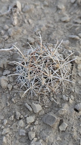 Sclerocactus wrightiae