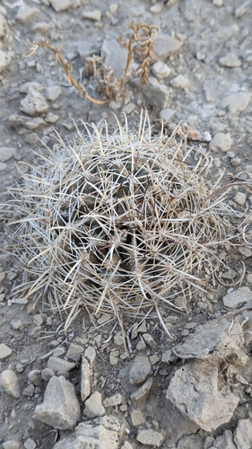 Sclerocactus wrightiae