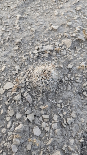 Sclerocactus wrightiae