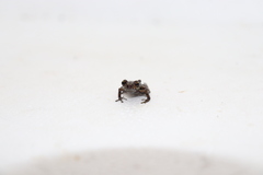 Pristimantis prolatus