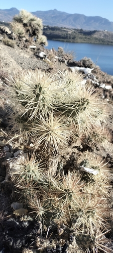 Image of Cylindropuntia tunicata by (c) Tereso Hernández Morales, some rights reserved (CC BY)