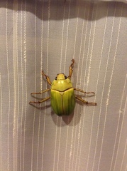 Pelidnota prasina