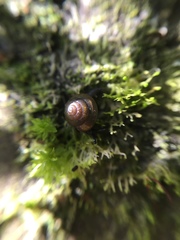 Euconulidae