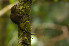 Bornean Smooth-Tailed Treeshrew photo 2