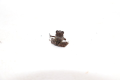 Pristimantis prolatus