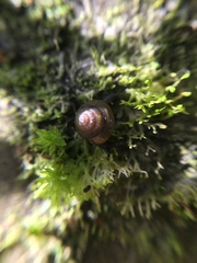 Euconulidae
