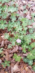 Geranium maculatum