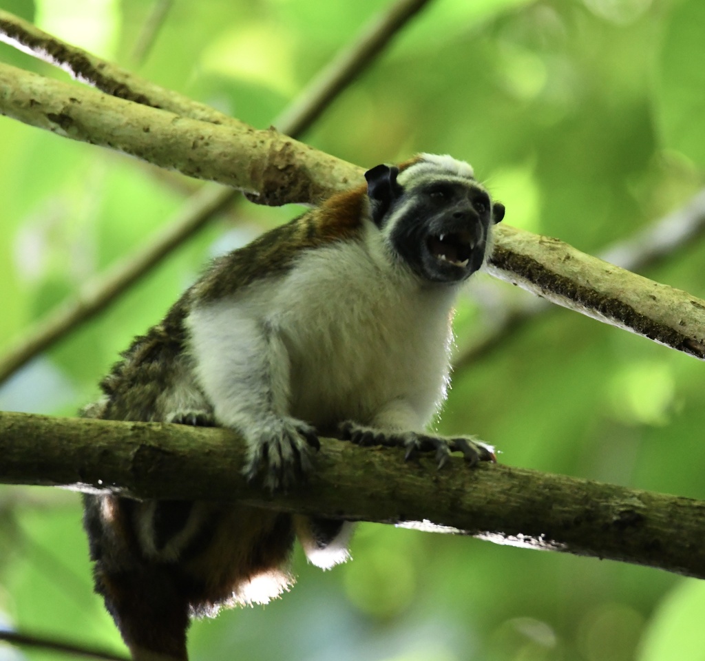 Geoffroy’s Tamarin from Parque Natural Metropolitano, Provincia de ...