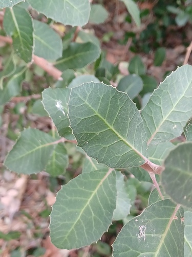 Lemonade Berry foliage