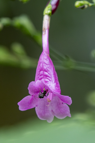 Strobilanthes hamiltoniana