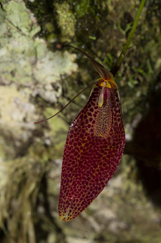 Restrepia guttulata