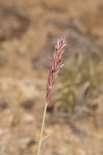 Image of Hilaria jamesii by (c) Steve Matson, some rights reserved (CC BY)