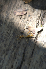 Prognathogryllus elongatus