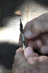 Prognathogryllus elongatus