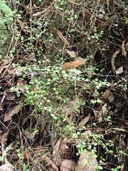 Coprosma rhamnoides