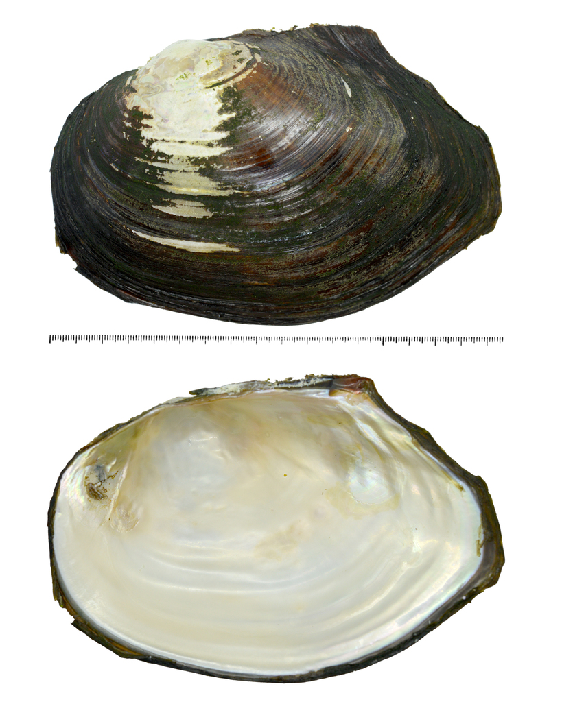 Sinanodonta lauta