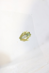 Chimerella mariaelenae