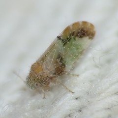 Aphalaroida pithecolobia