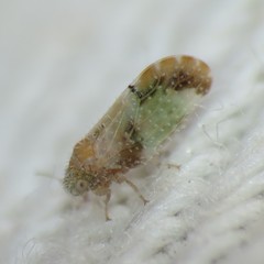 Aphalaroida pithecolobia