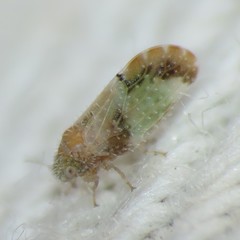 Aphalaroida pithecolobia