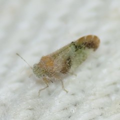 Aphalaroida pithecolobia