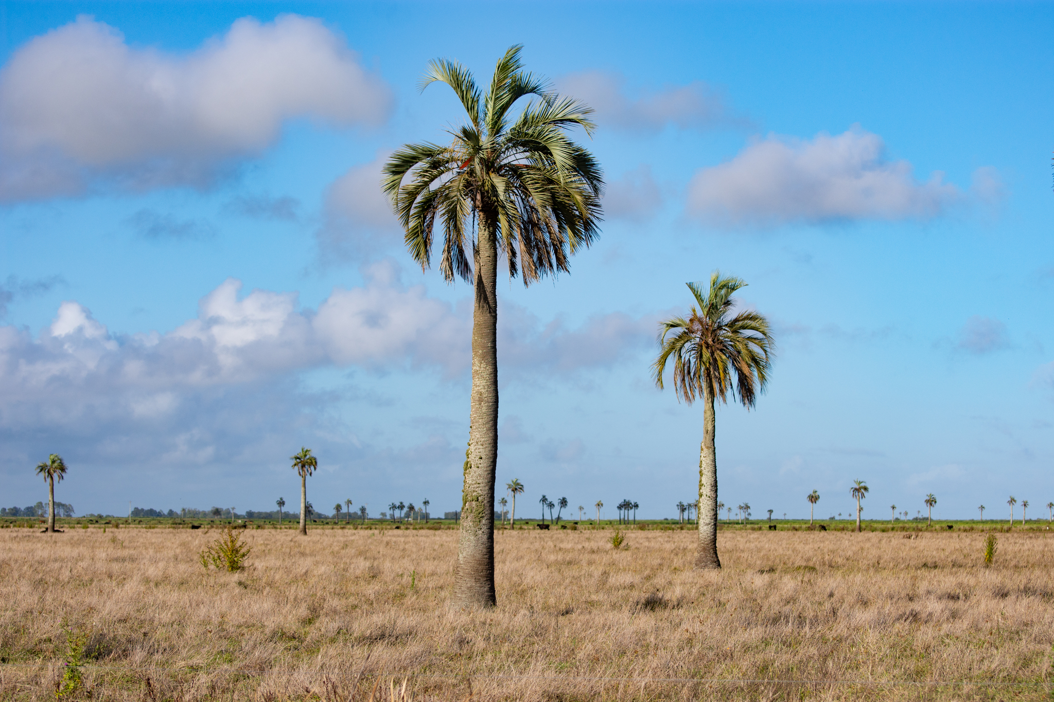 Butia odorata