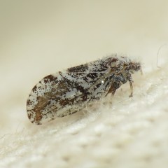 Aphalaroida spinifera