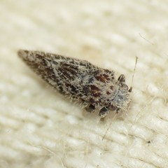 Aphalaroida spinifera