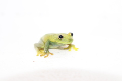 Boana cinerascens